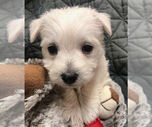 West Highland White Terrier Puppy for Sale in ROLLA, Missouri USA