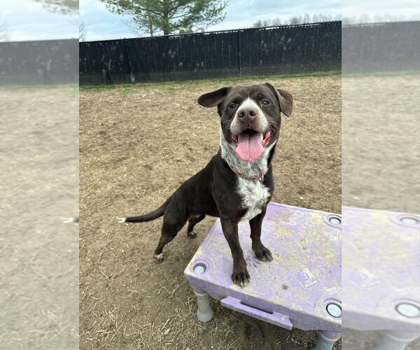 Medium Photo #5 Mutt Puppy For Sale in Evansville, IN, USA