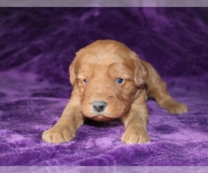 Goldendoodle (Miniature) Puppy for Sale in BLOOMINGTON, Indiana USA