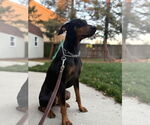 Small #1 Doberman Pinscher