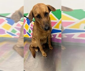 Shepradors Dogs for adoption in Baytown, TX, USA