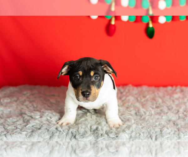 Medium Photo #16 Alapaha Blue Blood Bulldog-Jack Russell Terrier Mix Puppy For Sale in MILLERSBURG, IN, USA