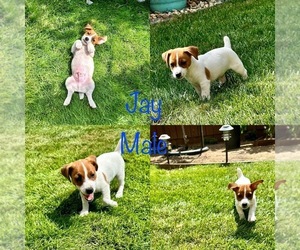 Jack Russell Terrier Puppy for sale in CARMICHAEL, CA, USA