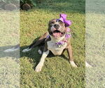Small #8 Bullboxer Pit