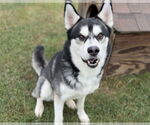 Small #2 Siberian Husky Mix