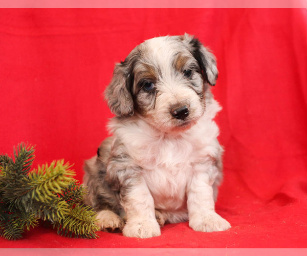 Medium Photo #2 Aussie-Poo Puppy For Sale in MILLERSBURG, PA, USA