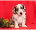 Small Photo #2 Aussie-Poo Puppy For Sale in MILLERSBURG, PA, USA
