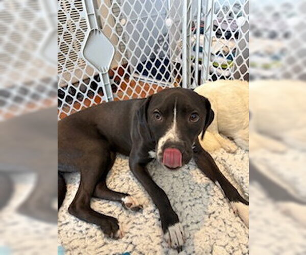 Medium Photo #5 Chihuahua-Unknown Mix Puppy For Sale in San Diego, CA, USA