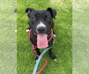 Labrador Retriever-Unknown Mix Dogs for adoption in San Diego, CA, USA