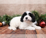 Small #2 Cavapoo (Toy)
