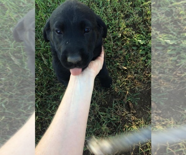 Medium Photo #2 Labrador Retriever Puppy For Sale in PARKER, KS, USA