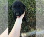 Small Photo #2 Labrador Retriever Puppy For Sale in PARKER, KS, USA