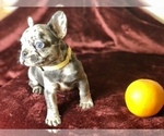 Small Photo #16 French Bulldog Puppy For Sale in BUCKS BAR, CA, USA