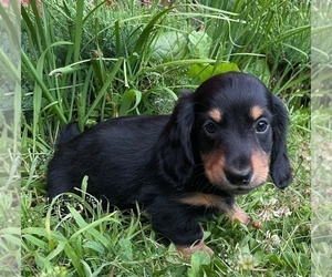 Dachshund Puppy for Sale in ROWLEY, Massachusetts USA