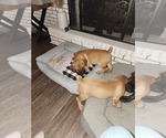 Puppy Puppy 9 Cane Corso