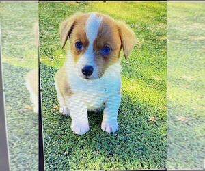 Cojack Puppy for sale in BRIGGSDALE, CO, USA