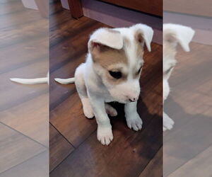 Border Collie-Siberian Husky Mix Dogs for adoption in Ball Ground, GA, USA