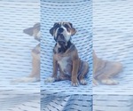 Puppy Sable Male Olde English Bulldogge
