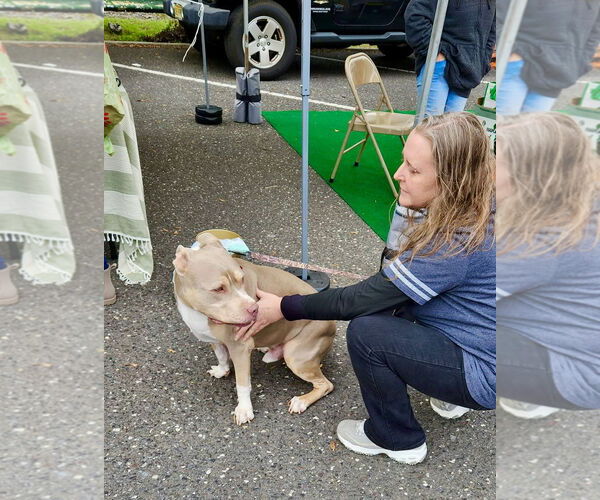Medium Photo #19 Staffordshire Bull Terrier-Unknown Mix Puppy For Sale in Mount Laurel, NJ, USA