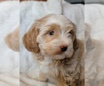 Small Photo #10 Lhasa Apso Puppy For Sale in PHOENIX, AZ, USA