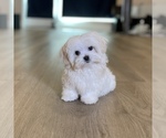 Small Photo #4 Maltese Puppy For Sale in LOS ANGELES, CA, USA