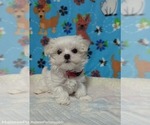 Small #3 Maltese