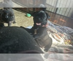 Puppy Widget Frenchie Pug