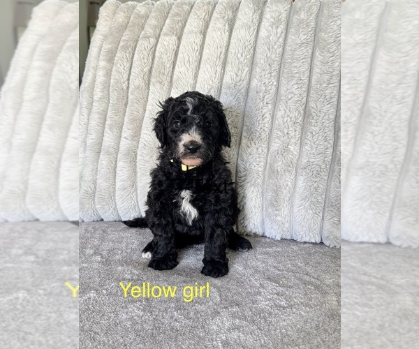 Medium Photo #2 Golden Mountain Doodle  Puppy For Sale in SOMERSET, TX, USA
