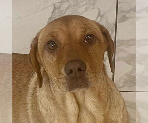Golden Labrador Dogs for adoption in Fort Worth, TX, USA