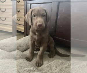 Labrador Retriever Puppy for sale in ASHEVILLE, NC, USA