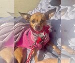 Small Photo #5 Chihuahua Puppy For Sale in Bellmawr, NJ, USA