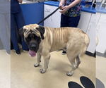 Small #1 Mastiff