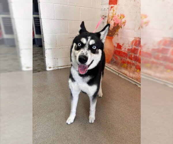 Medium Photo #1 Siberian Husky Puppy For Sale in San Bernardino, CA, USA