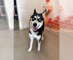 Small Siberian Husky