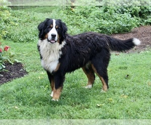 Father of the Bernese Mountain Dog puppies born on 06/21/2022