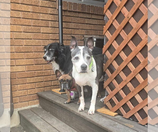 Medium Photo #3 Mutt Puppy For Sale in Salt Lake City, UT, USA