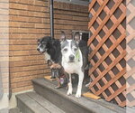 Small #2 Mutt