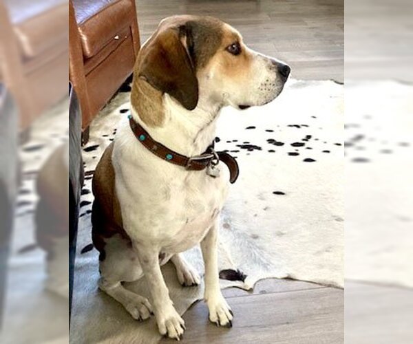 Medium Photo #2 Harrier-Unknown Mix Puppy For Sale in Marina del Rey, CA, USA