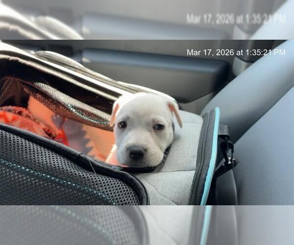 Medium Photo #1 American Pit Bull Terrier-Great Pyrenees Mix Puppy For Sale in Ocala, FL, USA