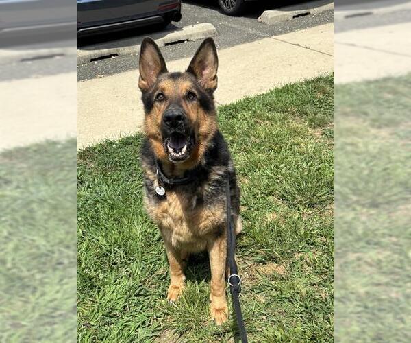 Medium Photo #2 German Shepherd Dog Puppy For Sale in Forestville, MD, USA