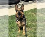 Small #1 German Shepherd Dog