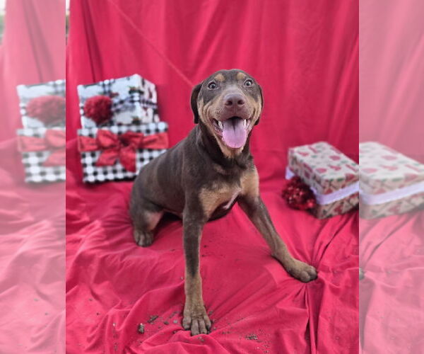 Medium Photo #3 Doberman Pinscher-Labrador Retriever Mix Puppy For Sale in Missouri City, TX, USA