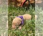 Small #4 Golden Retriever