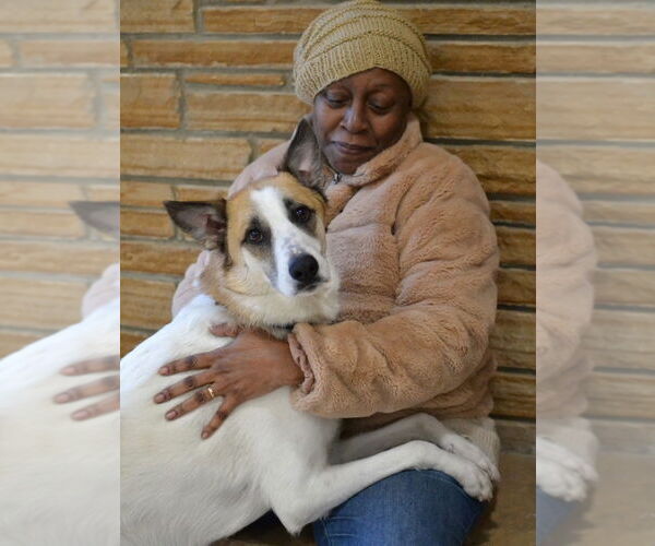 Medium Photo #4 Mutt Puppy For Sale in Germanton, TN, USA