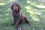Small Photo #1 Labradoodle Puppy For Sale in WARSAW, IN, USA