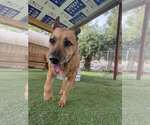Small German Shepherd Dog
