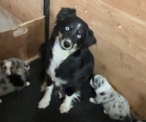 Mother of the Miniature Australian Shepherd puppies born on 01/20/2024