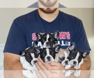 French Bulldog Litter for sale in STOCKTON, CA, USA