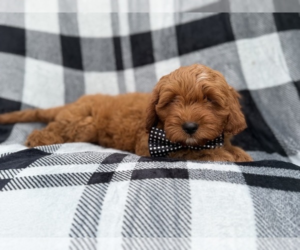 Medium Photo #4 Cavapoo (Standard) Puppy For Sale in LAKELAND, FL, USA