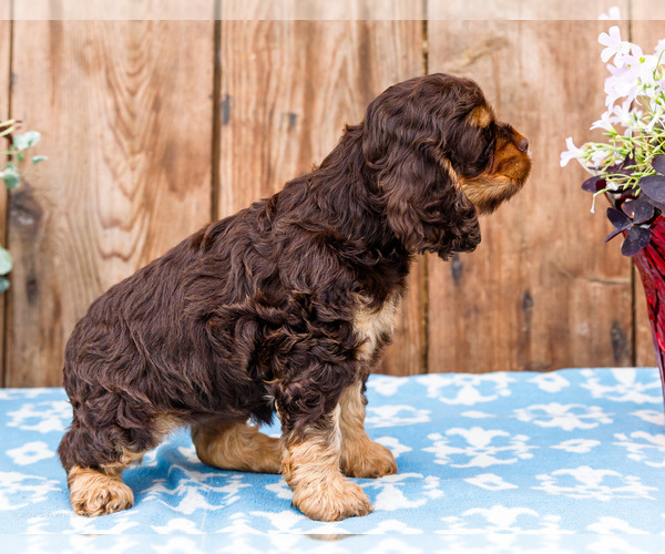 Medium Photo #16 Cocker Spaniel Puppy For Sale in WAKARUSA, IN, USA